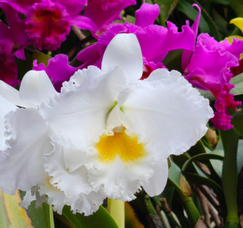 528 リンコレリオカトレヤ タイダイーグルアイ’オール・ビクトリー’