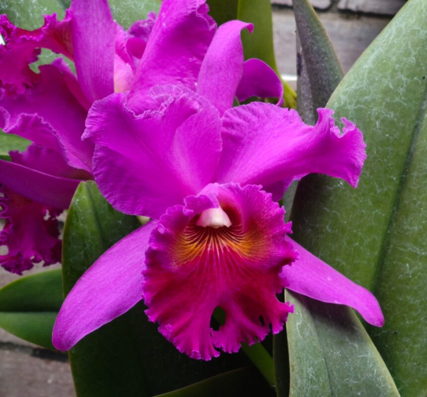 290 リンコレリオカトレヤ トリビュート ‘エクストラ’