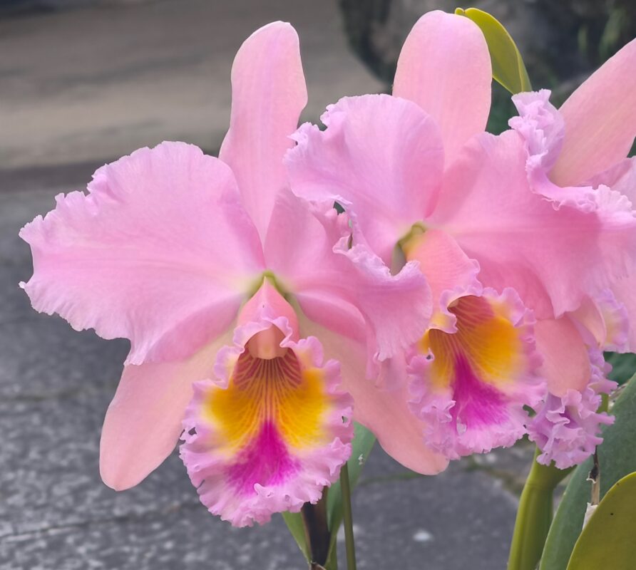 364  リンコレリオカトレヤ ジョージ・キング‘セレンディピティ’