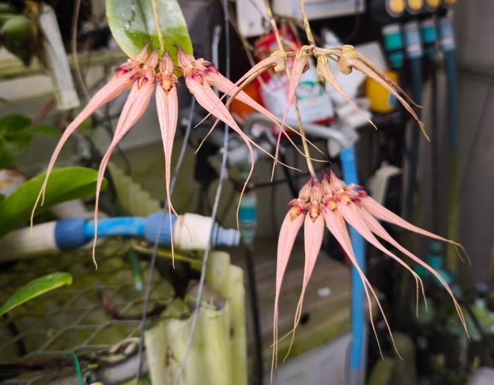 114、336、337 バルボフィラム ルイスサンダ