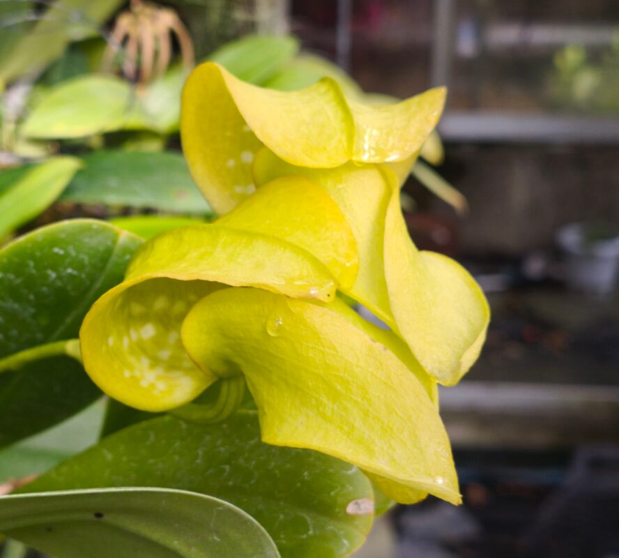 195  バルボフィラム グランディフローラム ‘シャイニングフジ’ (OG)