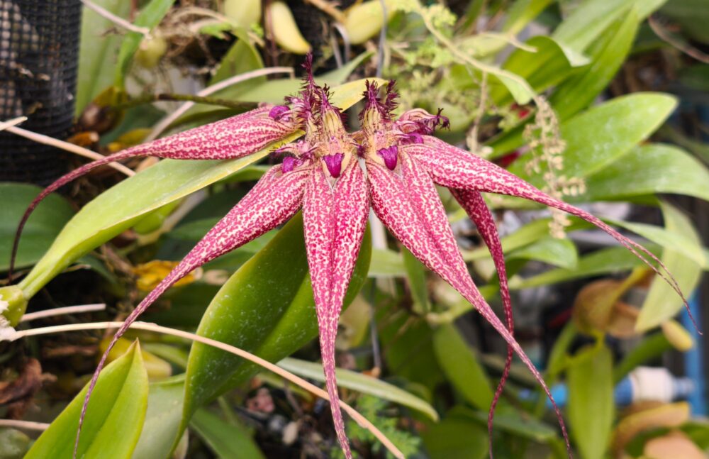 256  キルホペタルム エリザベスアンｘロスチャイルヂアム