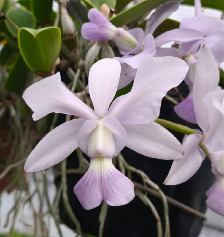 175  カトレヤ ワルケリアナ