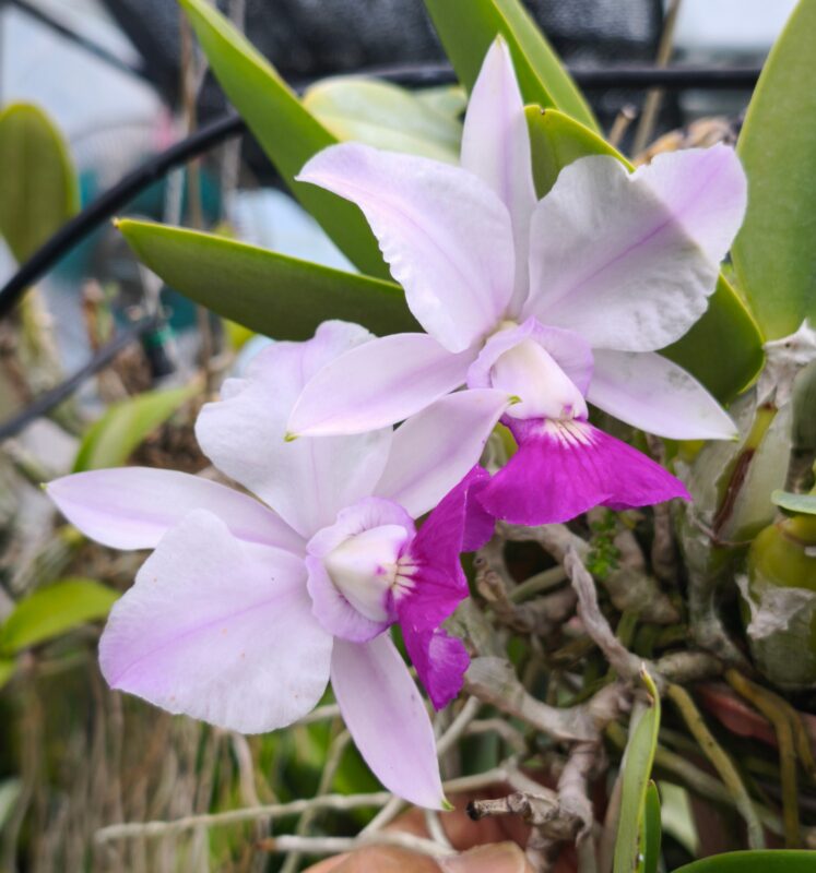 421  カトレヤ ワルケリアナ ダブルヒルｘトウキョウNo.1