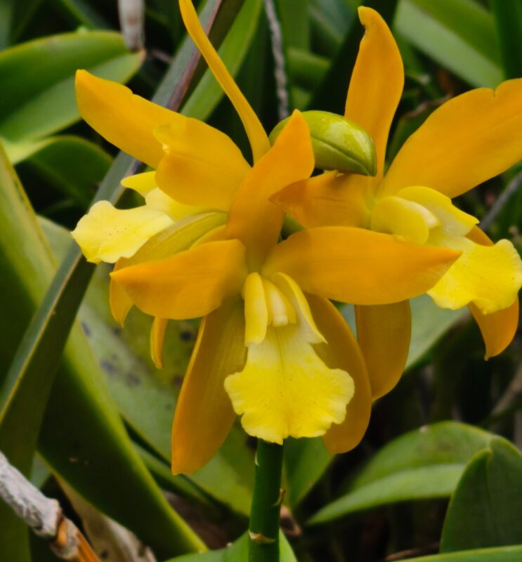 517  カトリアンセ チョコレート ドロップ