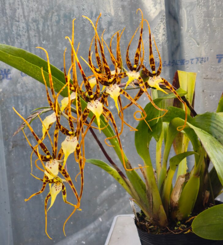 492  ブラッシア ヒビヤ スター