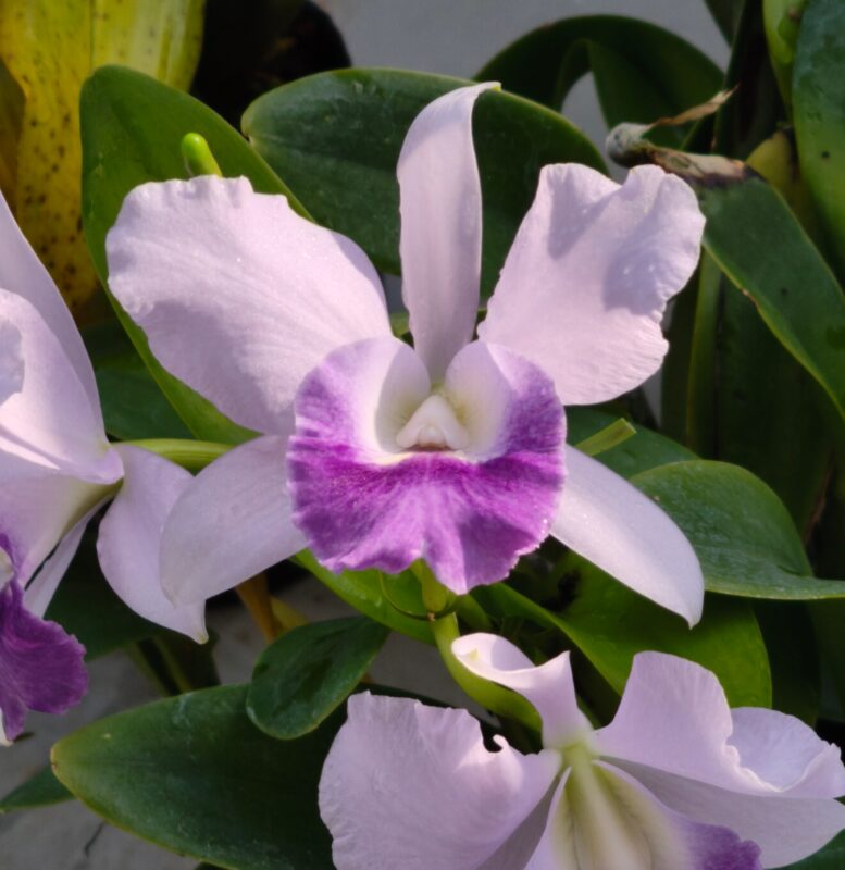 542  ブラッソレリオカトレヤ カウアイ ブルー