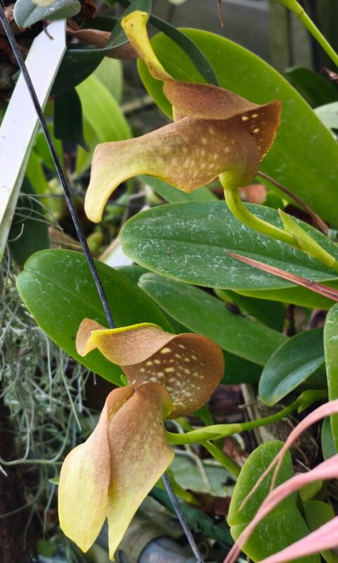 471  バルボフィラム グランディフローラム