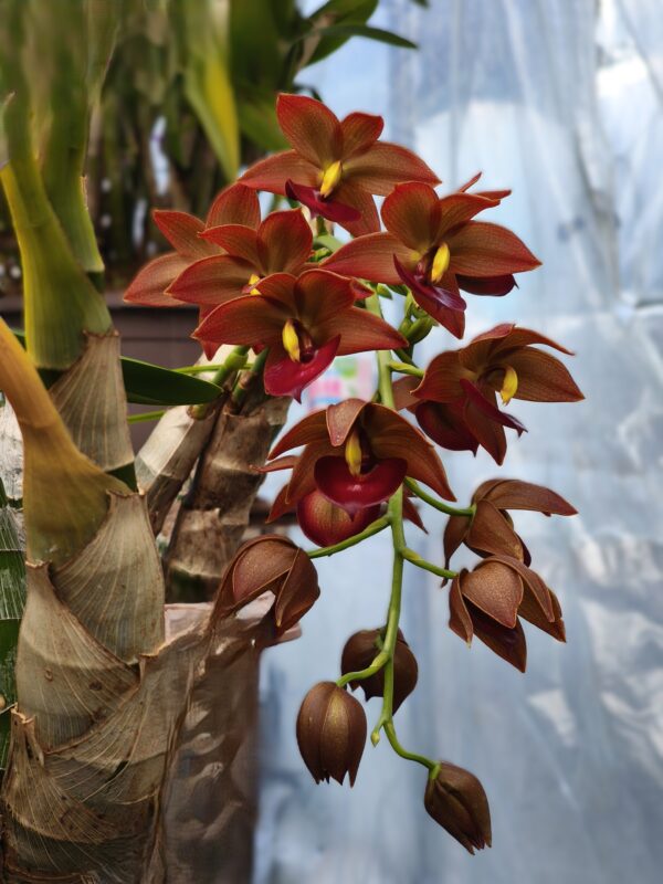 33  シクノチェス タイワンゴールド タイワンオレンジ