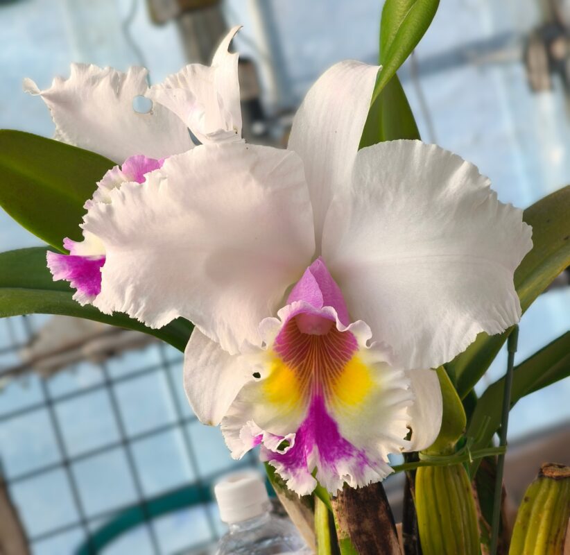 477 リンコレリオカトレヤ ウォームカラー ・ビッグフット