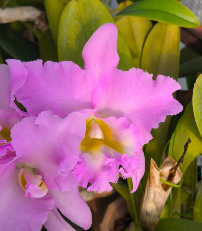 244  リンコレリオカトレヤ スイート・アニバーサリー’イエロー・アイ’