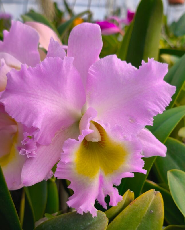 251 485  リンコレリオカトレヤ マウント アンダーソン ‘オリンピック’