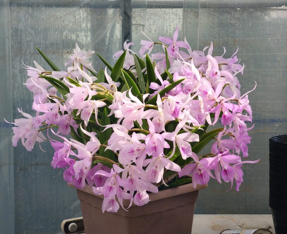 201  ブラソカトレア マイカイ ‘マユミ’