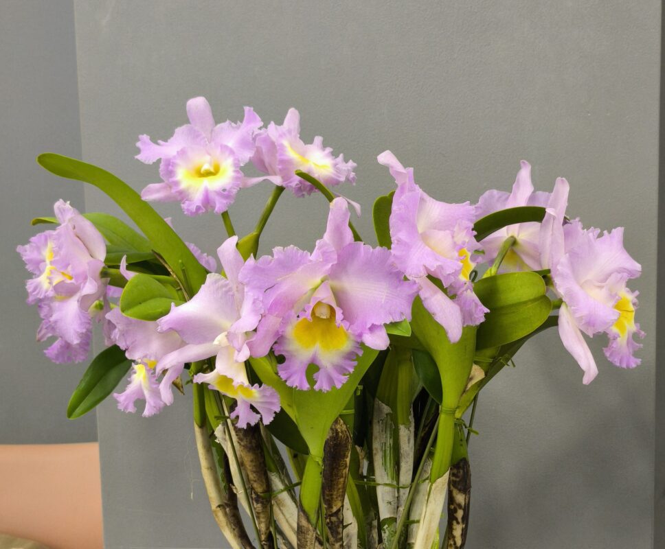 251 リンコレリオカトレヤ マウント アンダーソン ‘オリンピック’