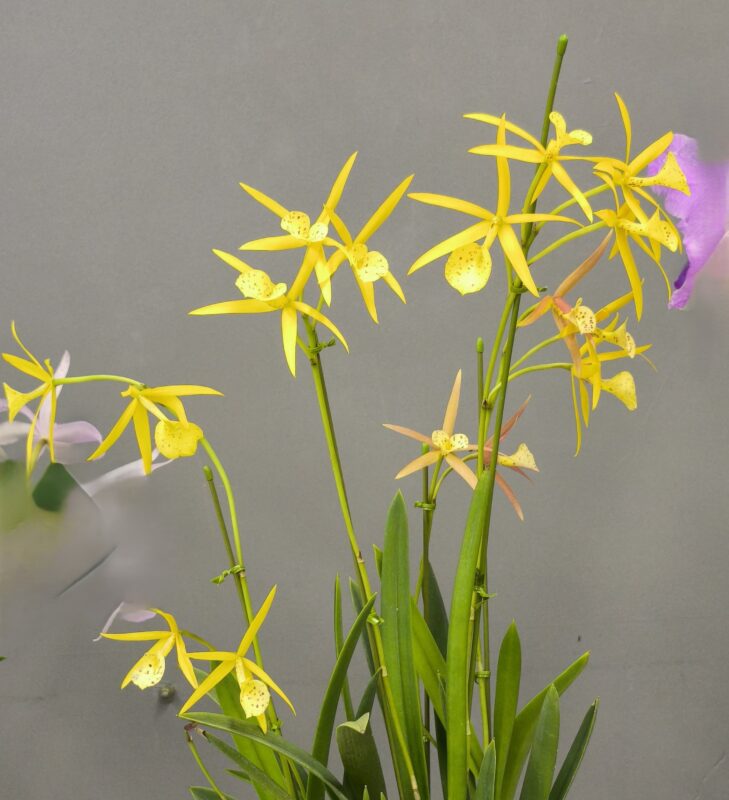 470  ブラッソレリア イエローバード