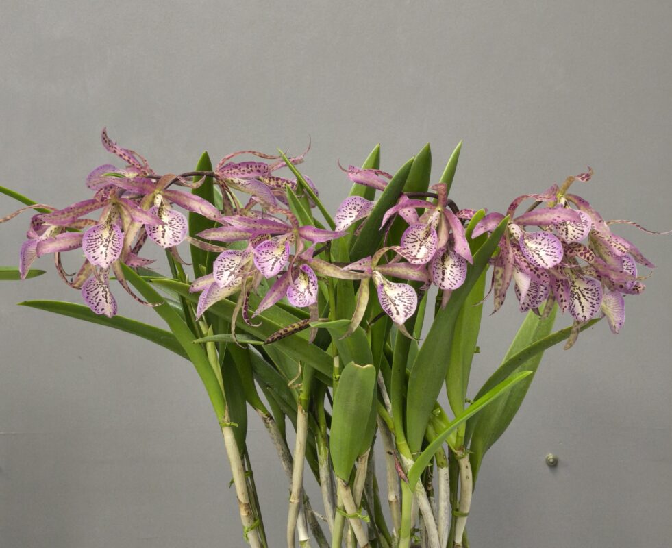 5  カトレア マイカイxスタールビー