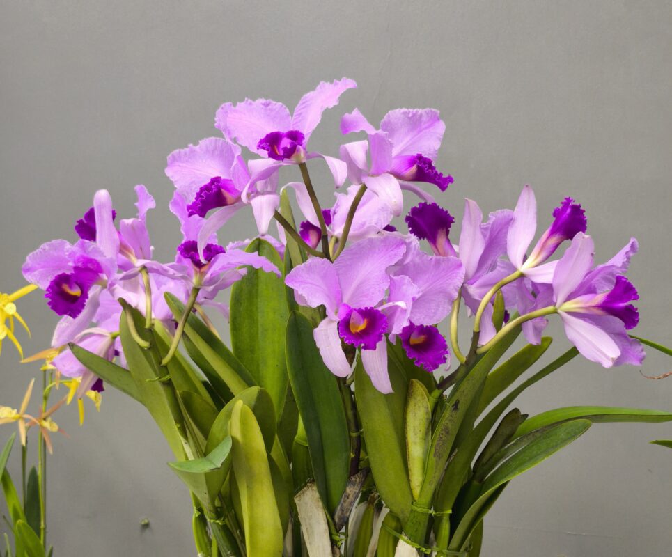 190  カトレヤ トリアネ