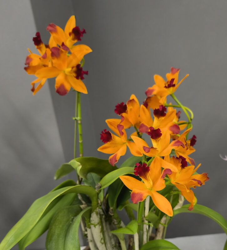 487  カトリアンセ トロピカル トリック ゴールドラッシュ