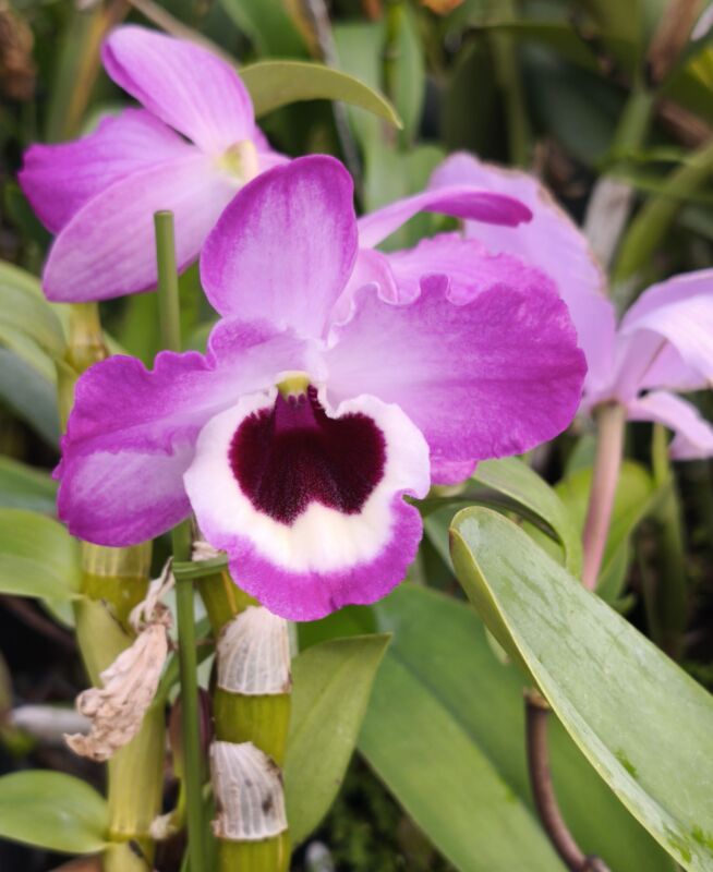 378 デンドロビウム ヨウコウ スカイライツヨシヒロ