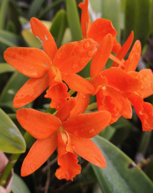 489  490  リンカトレアンセ シンフォンリトルサン ヤンミンオレンジ