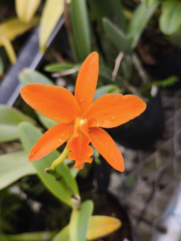 509  レリオカトレア サンタバーバラ サンセット ショータイム