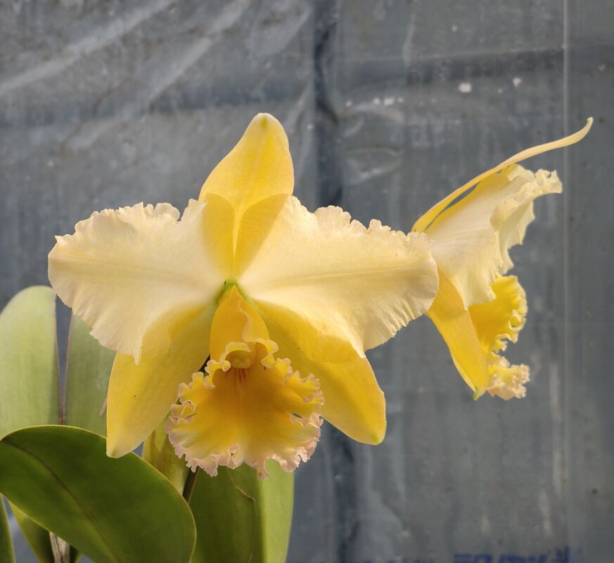 433  リンコレリオカトレヤ プリンセス キコ ‘ほほえみ ‘