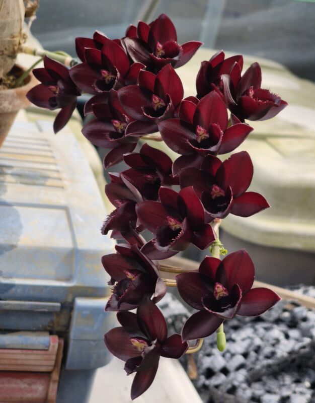 362  フレッドクラルケアラ アフター ダーク ‘SVO ブラック パール’