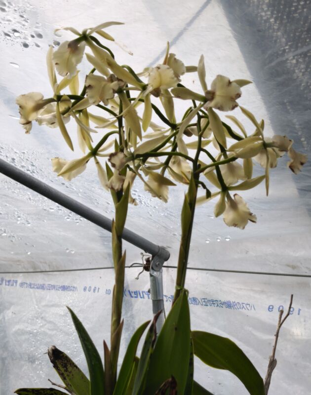 162  エピカトレア ミカワ シューティング