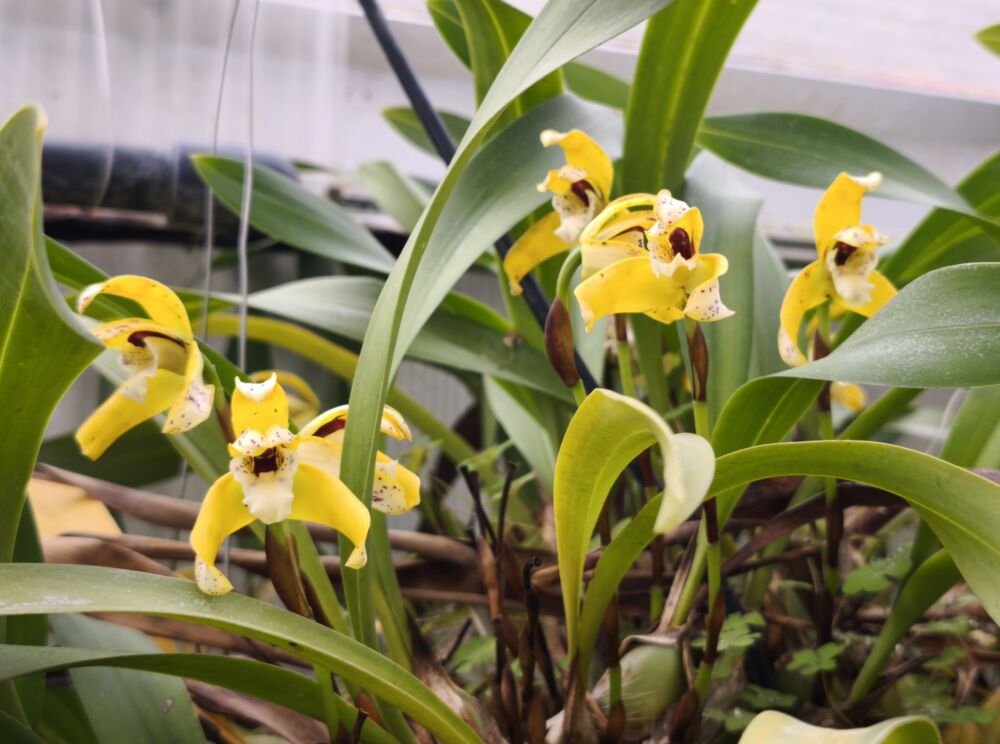 184  マキシラリア ピクタ