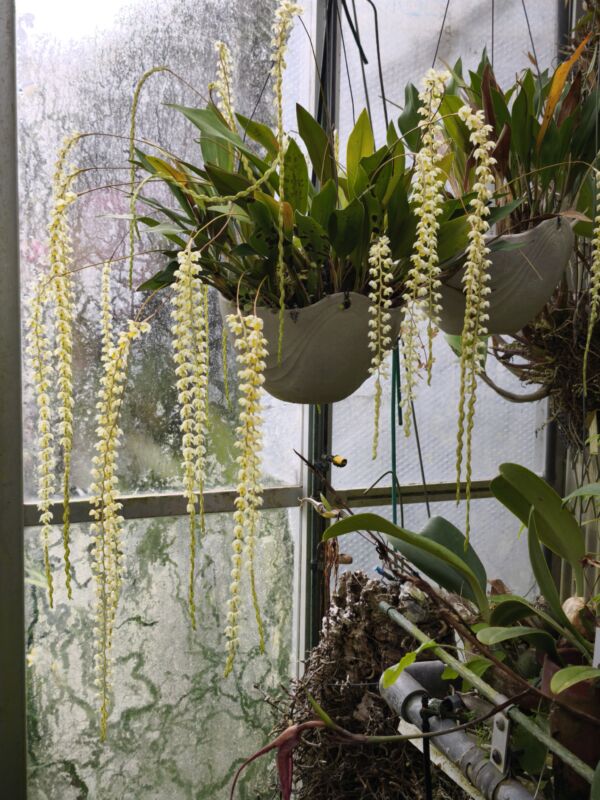 43  デンドロキラム コビアナム