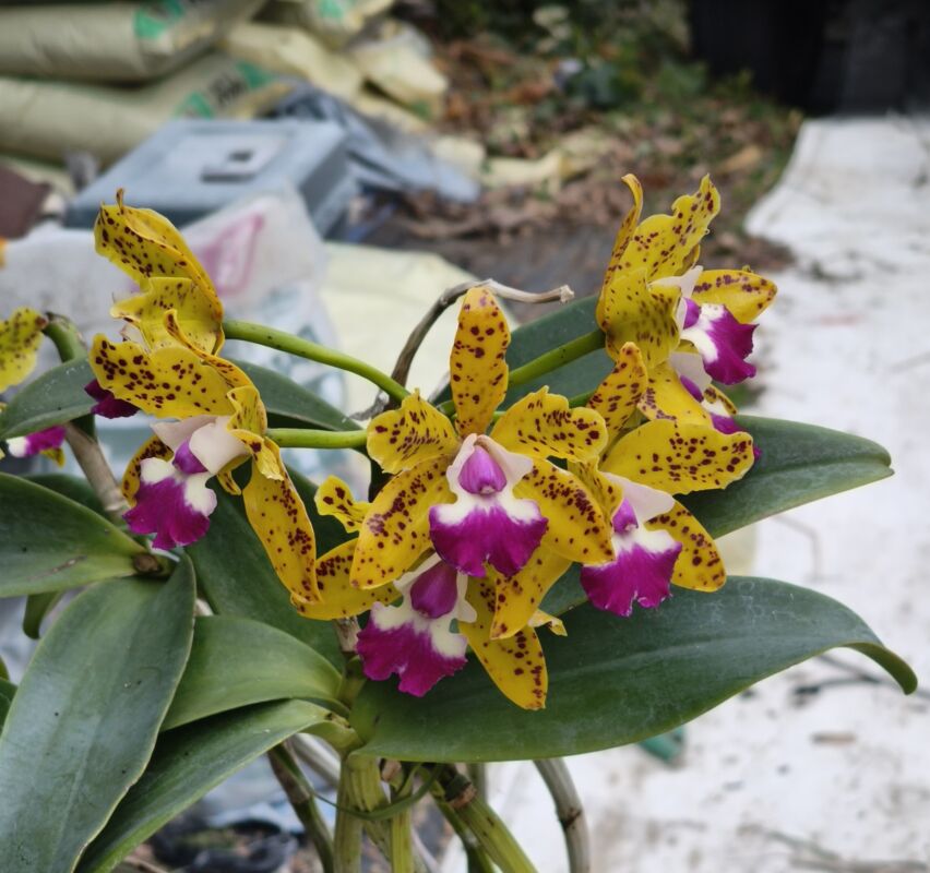 500  カトリアンセ シアメセ ドール ‘キウイ フルーツ’