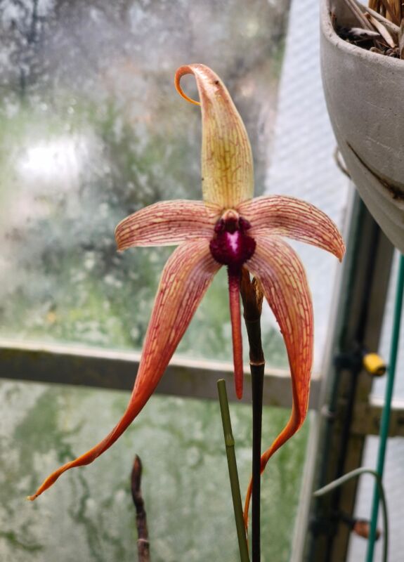 427  バルボフィラム エキノラビウム