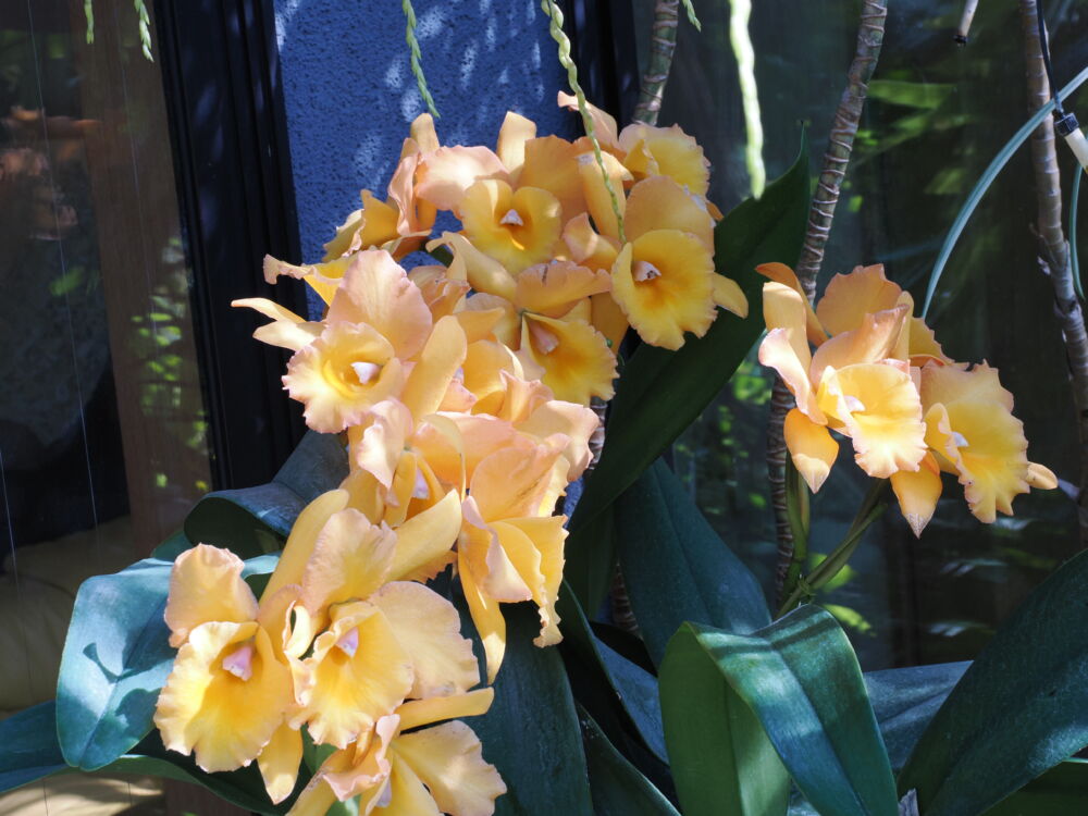 360  リンカトレアンセ ブートン・ドール ‘ルイス’