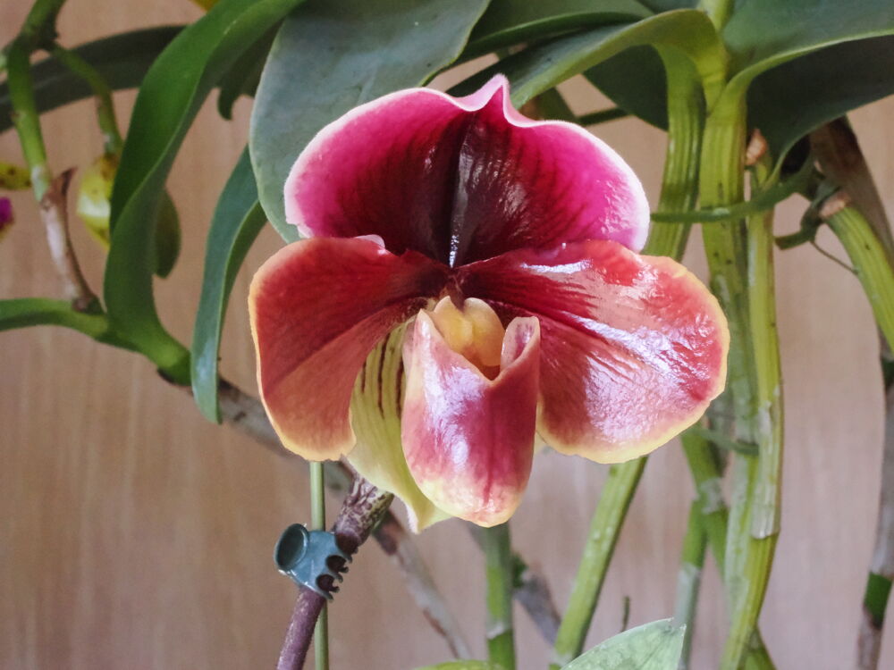 481  パフィオペディラム　 オルチラ’チルトン’