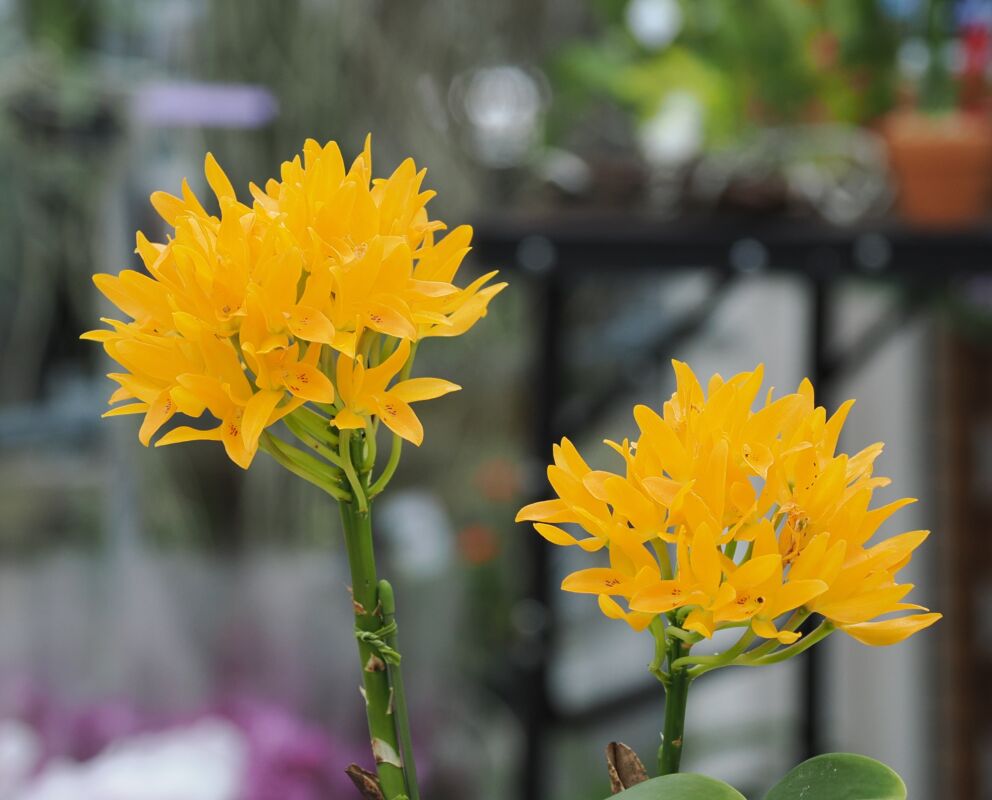 458 カトレヤ オーランティアカ レモンツイスト