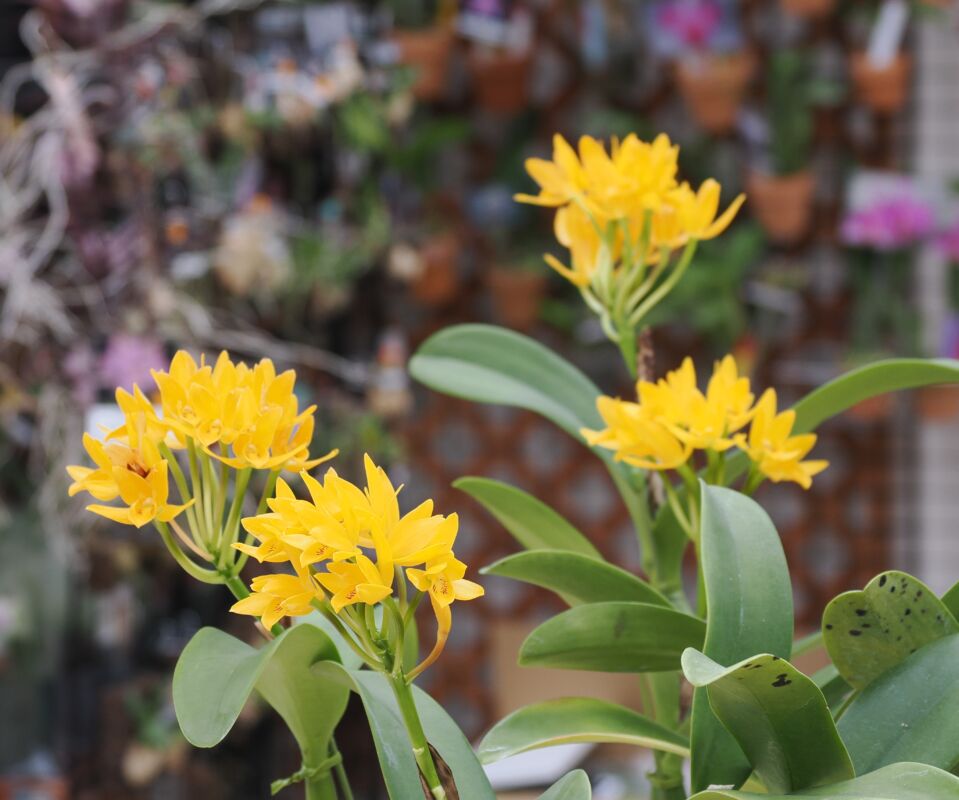 424 グアリアンセ オーランティアカ ‘カンカット(きんかん)’