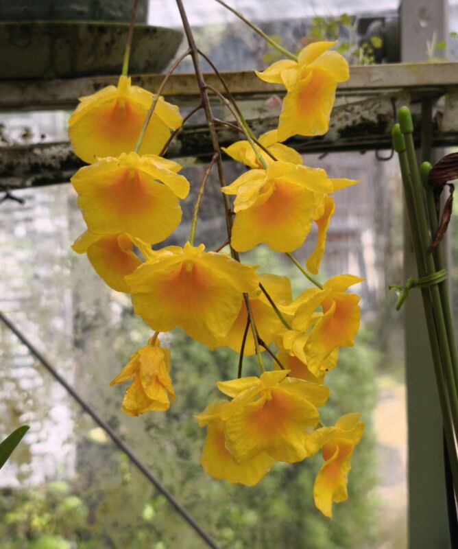 451 デンドロビウム  リンドレイ ビーナス