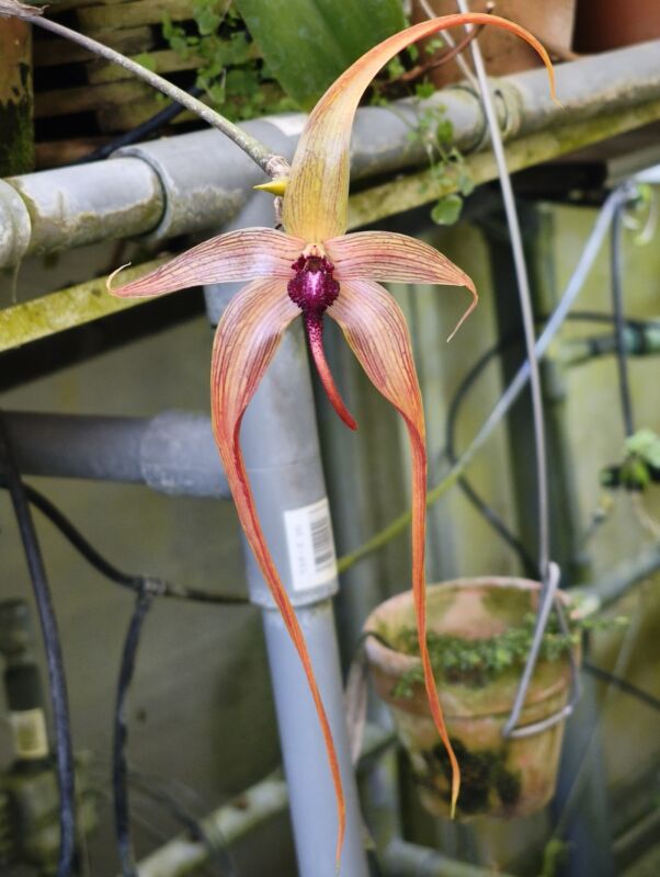 427 バルボフィラム エキノラビウム